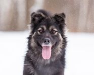 Stilig Sapphire 3 år söker hem