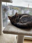 Kattunge med tillbehör