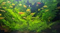 Akvarieväxter