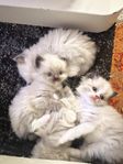 Underbara Ragdoll kattungar  