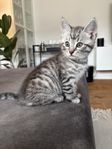 kattungar
