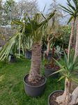 Palm