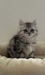 CHINCHILLA PERSER/BRITTISK LÅNGHÅR KATTUNGAR