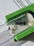 Messor barbarus
