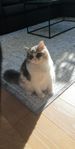 katt med ragdoll blandning i