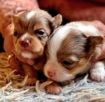 CHIHUAHUA Valpar långhåriga SKK-REG.