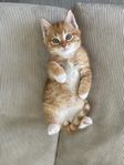 Kattungar