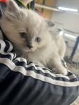 Ragdoll kattungar