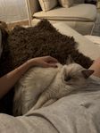 Katt