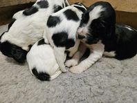springer spaniel
