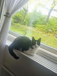 Ung katt