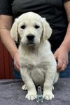 Fina Golden Retriever Valpar 