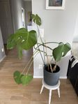 Växt Monstera Deliciosa