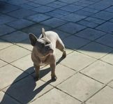 Fransk bulldog/ 25 % Fransk engelsk bulldog 