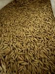 havre korn