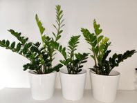 3 st garderobsblommor med 24 cm SOJABÖNA krukor i stengods