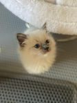 Ragdoll kattunge Stamtavla Hälsotestade föräldrar