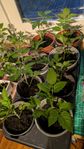 Tomatplantor cocktailtomat