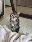 kattunge 