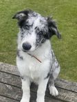 Blue Merle hane