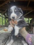 Valpar Bordercollie/Lab/Fi-Lapphund/Au-Shepherd