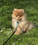 pomeranian valp 