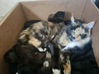 mainecoon blandningar födda 19/4
