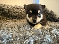 Chihuahua Mix 