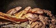 Australisk Nordlig Blåtungad skink