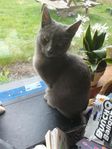 Hankatt ca 1år säljes