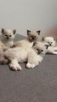 Ragdolls kattungad