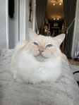 Ragdoll/Birma 