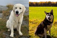 Goberian valpar med beräknad födsel 6/6