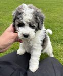 Am Bernedoodle Mini i unika färger 