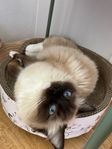 1 åriga Ragdoll söker hem