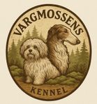 BICHON HAVANAIS hanvalp