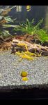 Neocaridina Räkor, UltraGold, SUPERFINA!