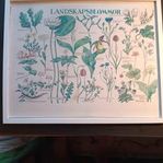 IKEA MIDSOMMAR - Svenska landskapsblommor
