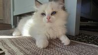 Ragdoll hane med stamtavla