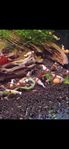 Caridina Räkor, Crystal Red, PANGPRIS!