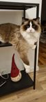 Ragdoll för omplacering 