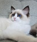 Ragdoll hane