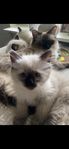 Ragdoll kattunge leveransklar tingad
