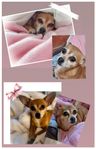 världens finaste chihuahua 