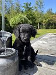 Korthårig Am Mini Bernedoodle hane 8 v