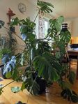 Monstera
