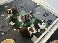 Miniature american shepherd 
