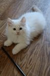 Kattunge levereransklar
