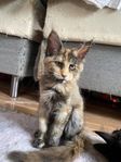 Maine Coon kattungshona säljes
