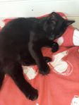 Kastrerad hankatt  5 år